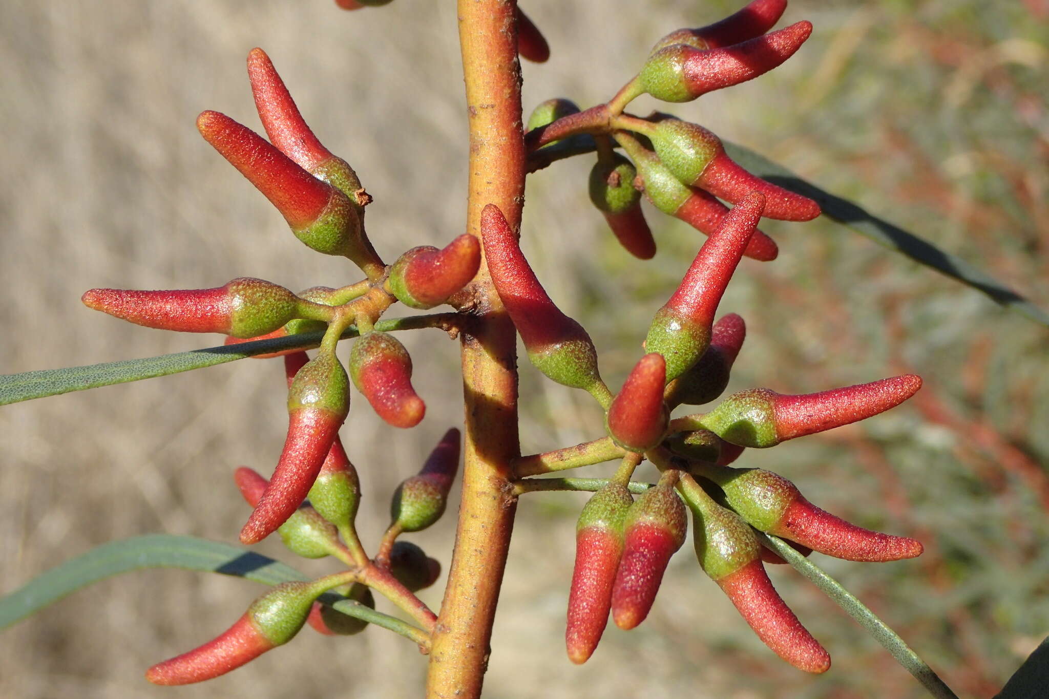 Image of eucalyptus