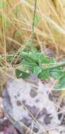 Image of Trans-Pecos giant hyssop