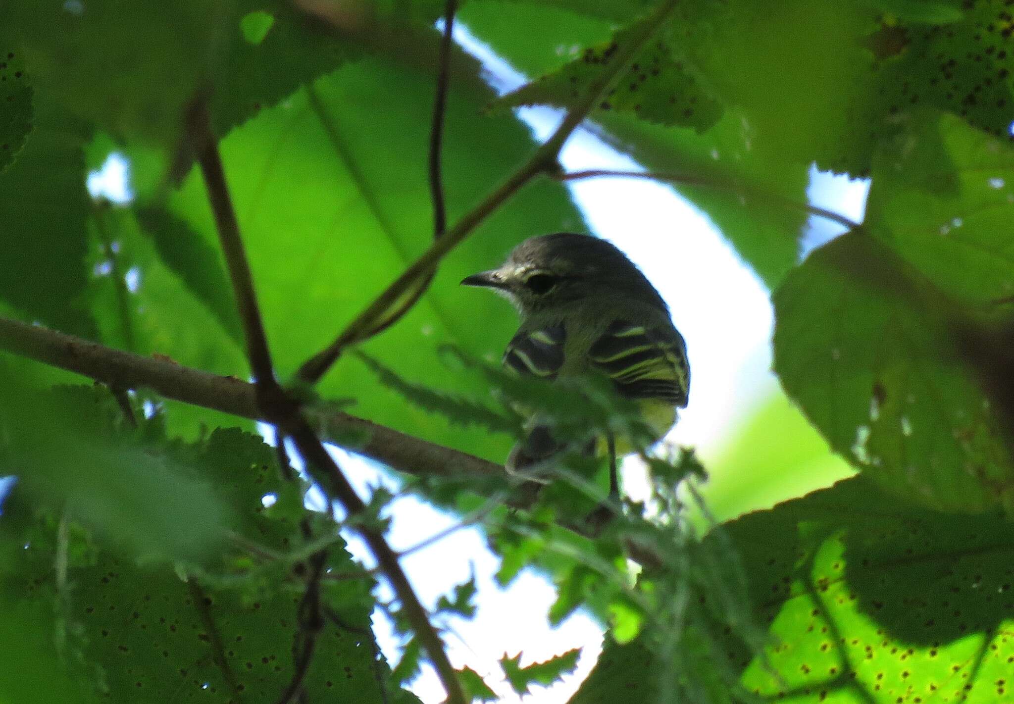 Image of Forest Elaenia