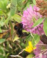 Image of short-haired bumblebee