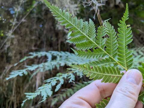 Image of West Indian treefern