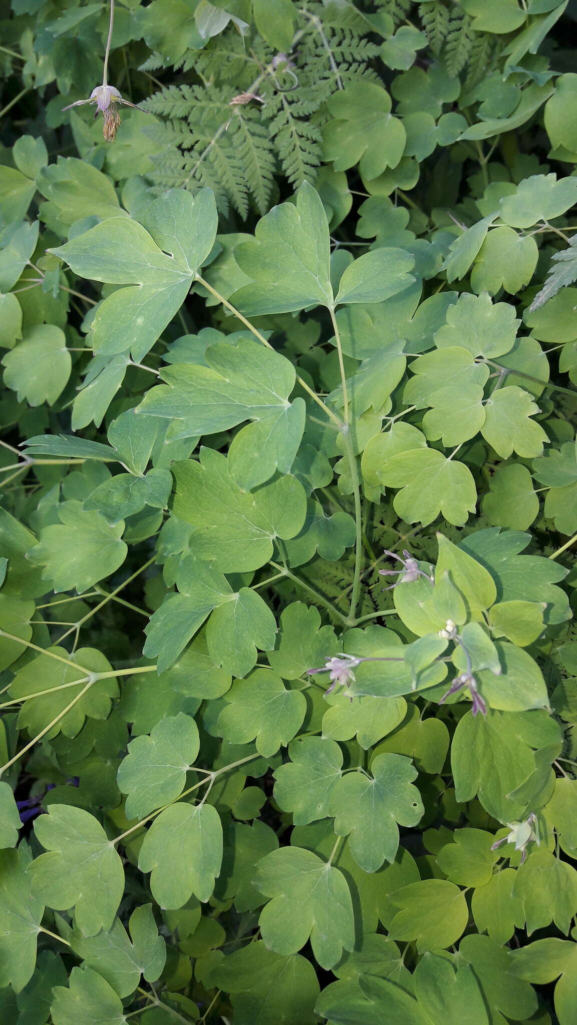 Image of Thalictrum macrocarpum Gren.