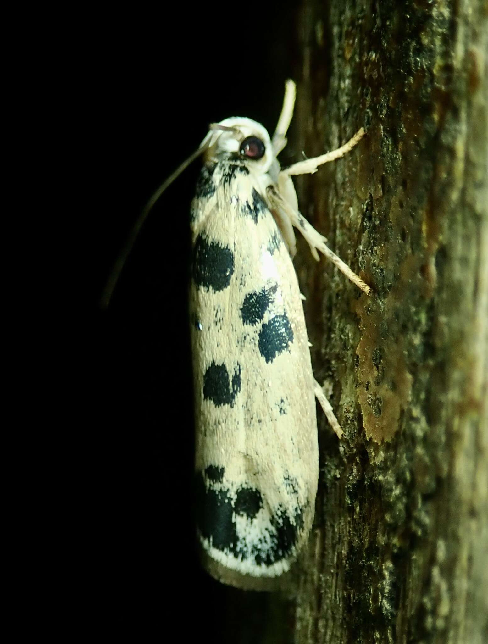 Image of Ethmia hammella Busck 1910