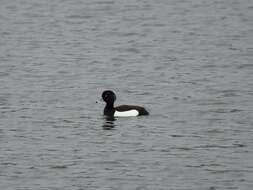 Image of Tufted Duck