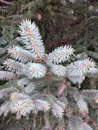 Image of Chihuahua Spruce