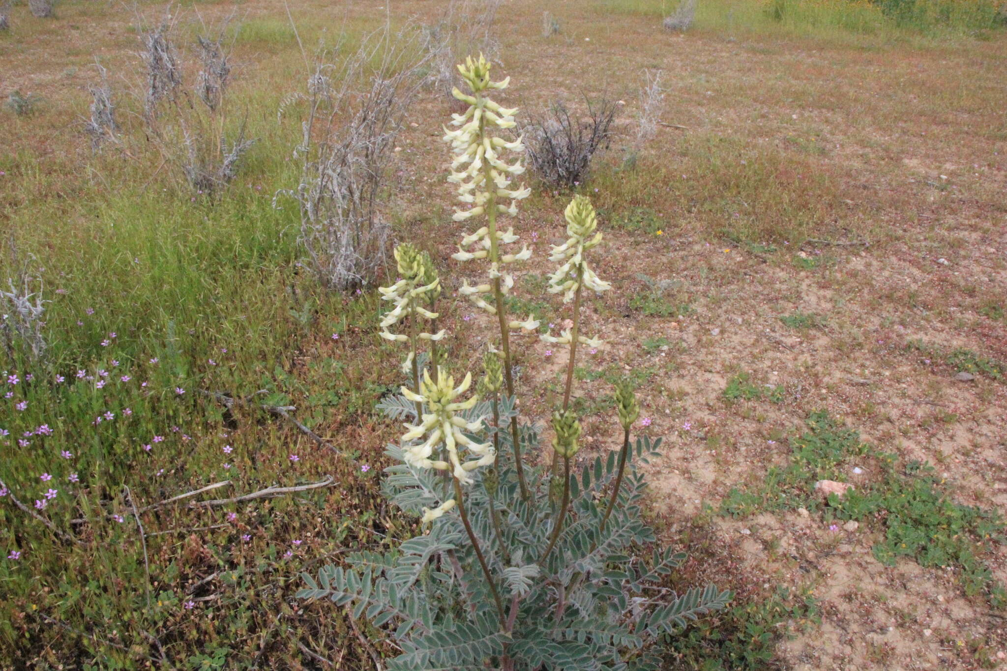 Imagem de Astragalus oxyphysus A. Gray