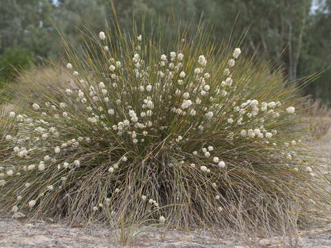 Sivun Lomandra leucocephala subsp. robusta A. T. Lee kuva