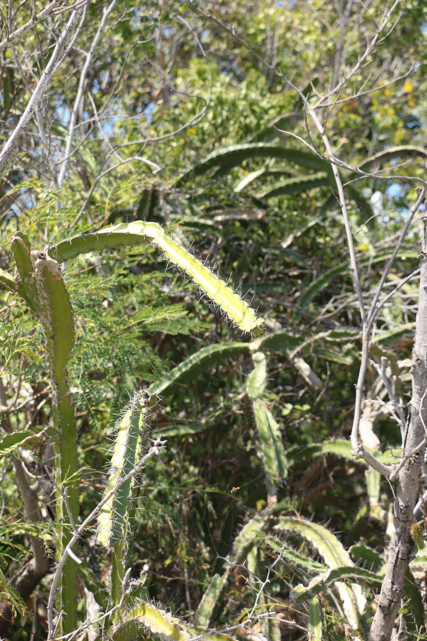 Image of leptocereus