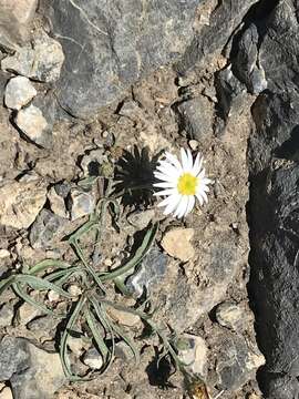 Image de Erigeron eatonii A. Gray