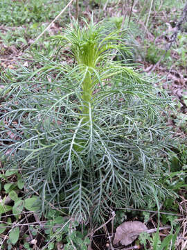 Image de Ipomopsis rubra (L.) Wherry