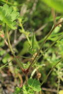 Image of Round-leaved Crane's-bill