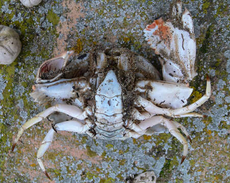 Image of Mediterranean shame-faced crab