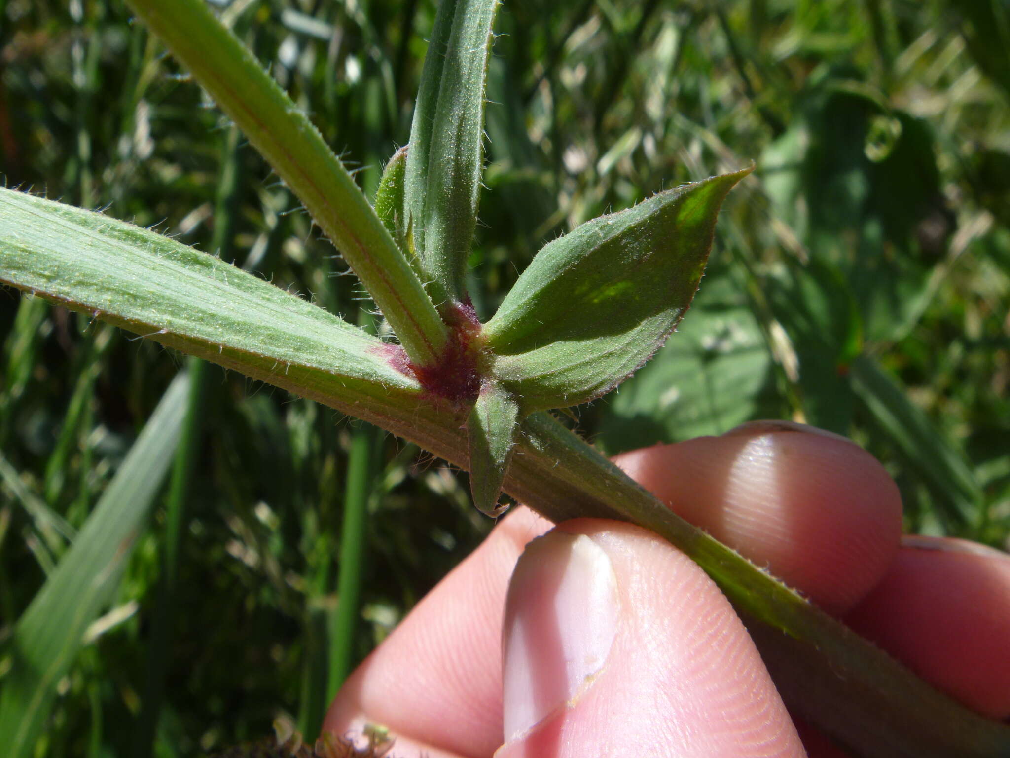 Image of Sweet Pea