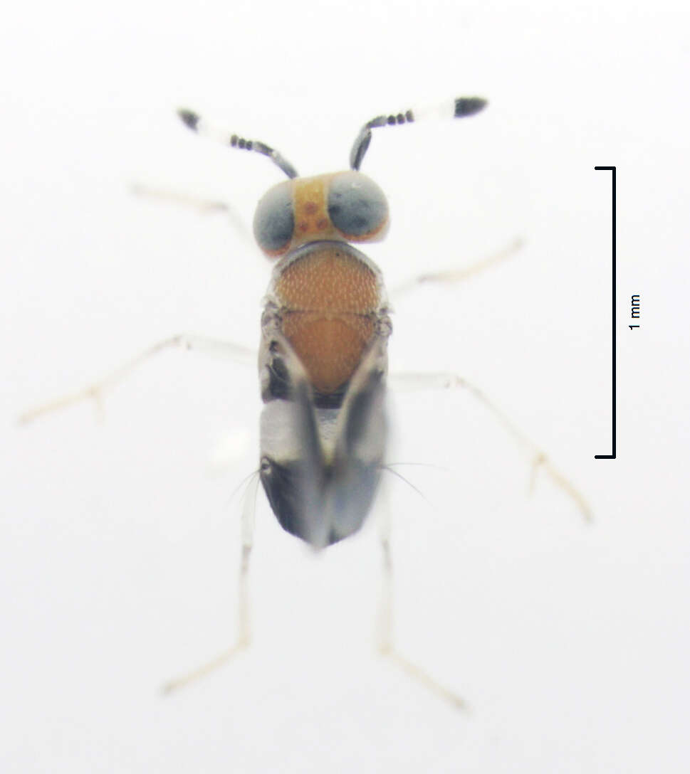 Image of Metaphycus maculipennis (Timberlake 1916)