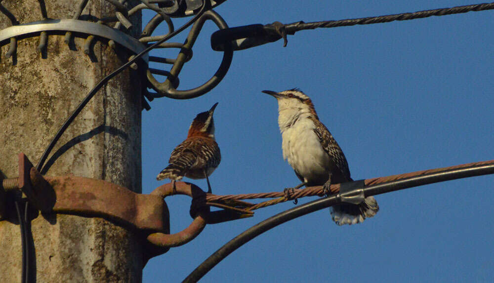 Image of Veracruz Wren