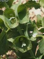 Image of moluccella