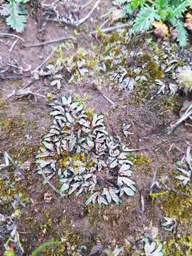 Image of Riccia inflexa Taylor