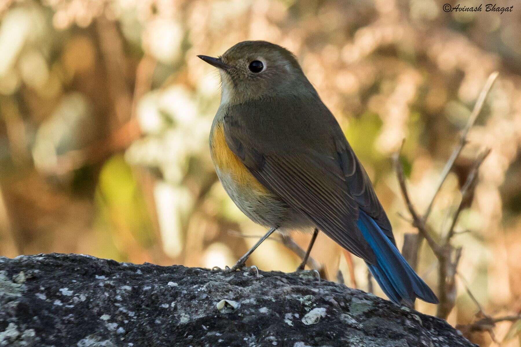 Image of Himalayan Bluetail