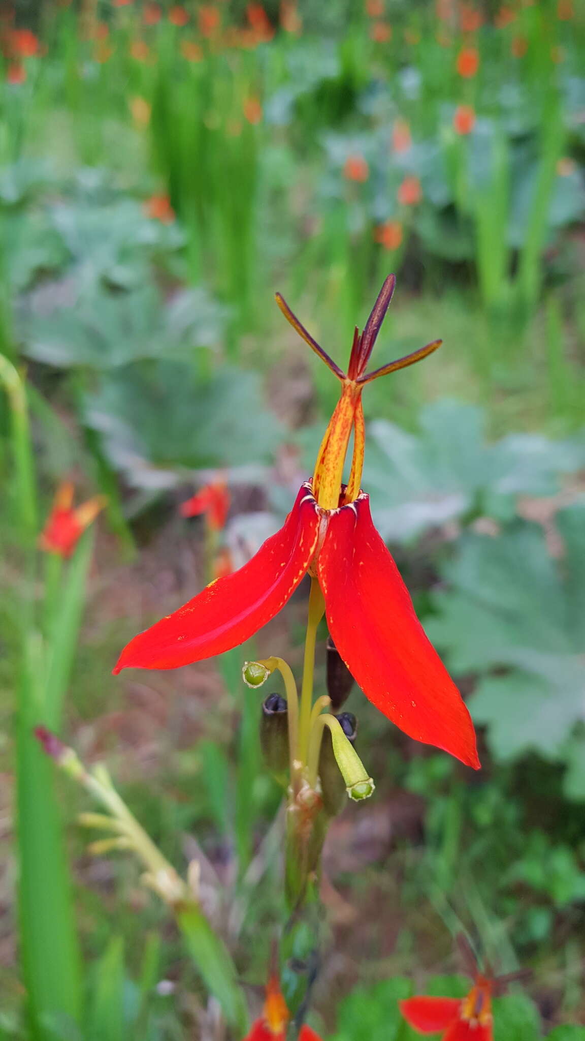 Image of Tigridia orthantha (Lem.) Ravenna