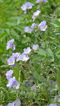 Image de Polemonium pulcherrimum subsp. lindleyi (Wherry) V. Grant