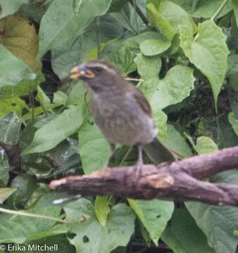 Image of Lesser Antillean Saltator