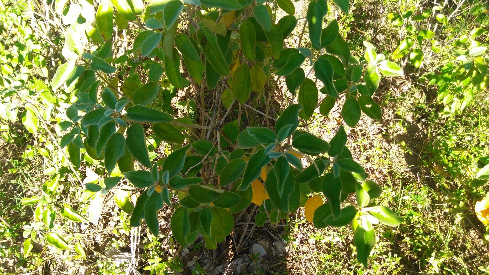 Слика од Croton heliotropiifolius Kunth