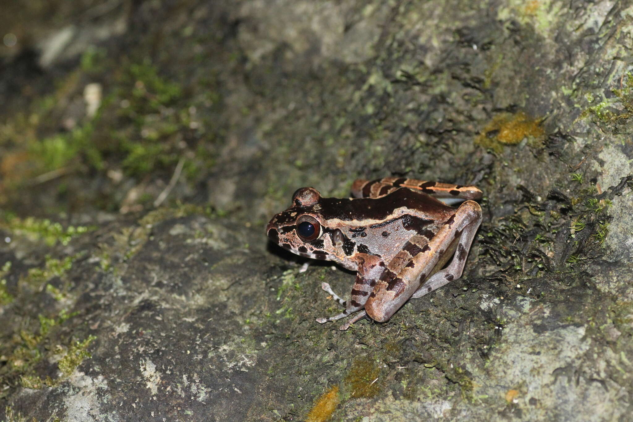 Image of Hole-in-the-head Frog