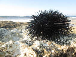 Image of Black Sea urchin