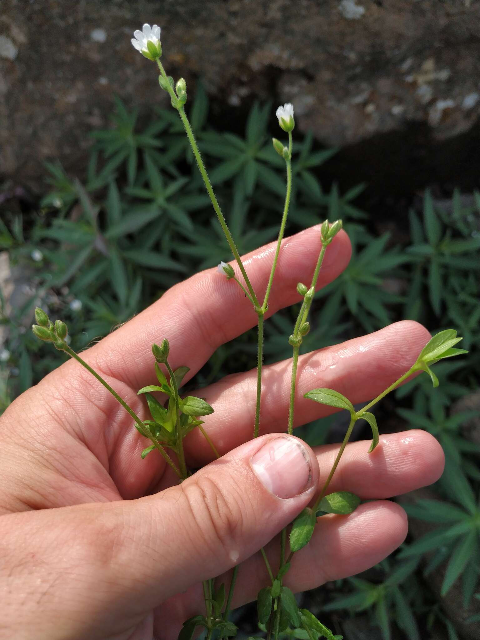 Image of Regel's chickweed