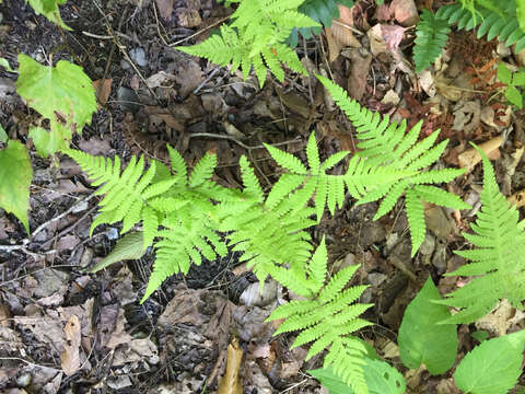 Image of Beech Fern