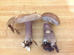 Image of Tylopilus plumbeoviolaceus (Snell & E. A. Dick) Snell & E. A. Dick 1941