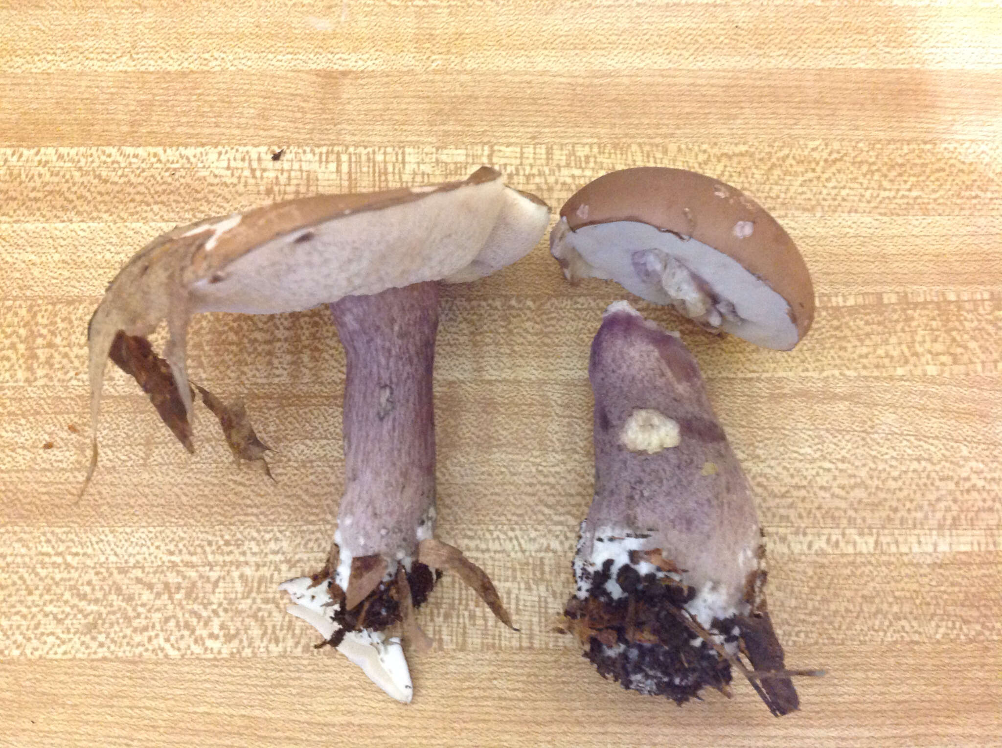 Image of Tylopilus plumbeoviolaceus (Snell & E. A. Dick) Snell & E. A. Dick 1941