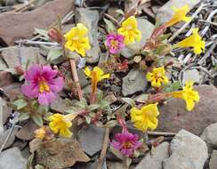 Image of red monkeyflower