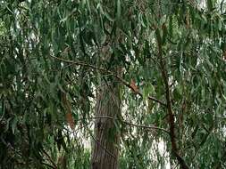 Image of blue-leaf stringybark