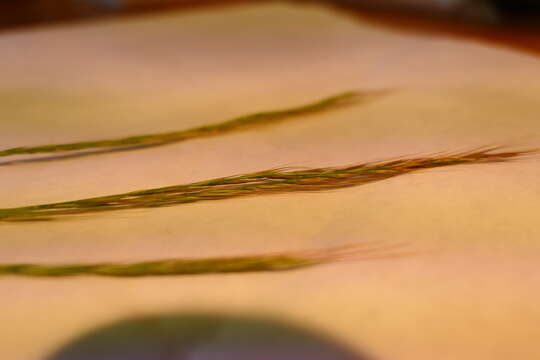 Image of rat's-tail fescue