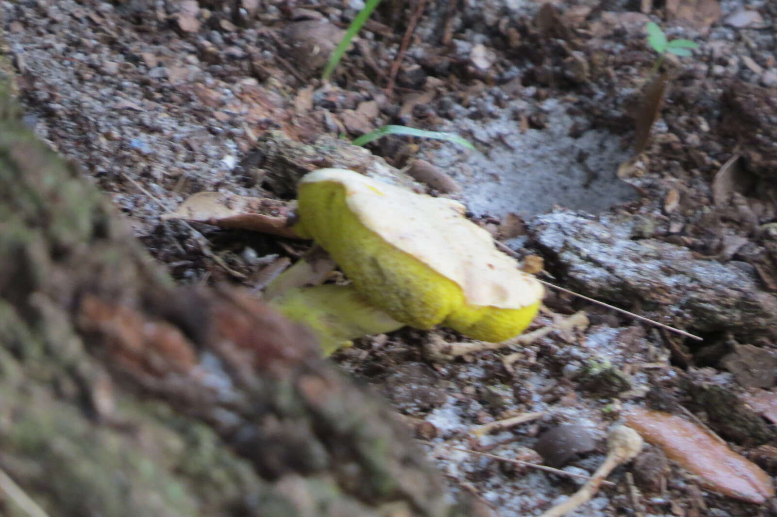 Image of Aureoboletus auriporus (Peck) Pouzar 1957