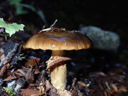 Sivun Cortinarius majestaticus (E. Horak) T. P. Anderson & Orlovich 2016 kuva