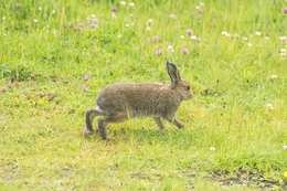 Image of Lepus timidus hibernicus Bell 1837