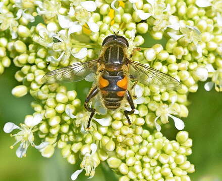 Слика од Mesembrius peregrinus (Loew 1846)