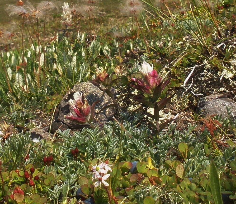 Image of Castilleja pallida subsp. pavlovii (Rebr.) A. & D. Löve