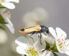 Image of Castiarina fossoria (Carter 1927)