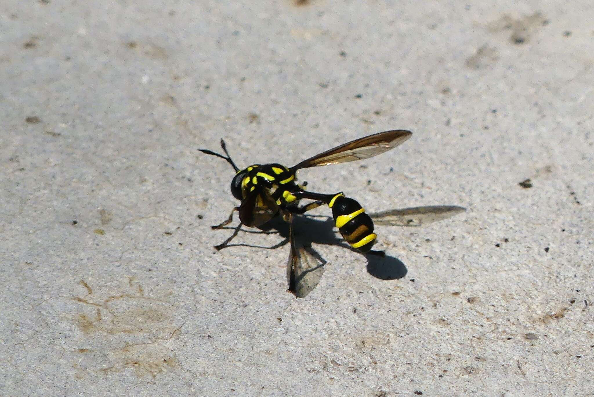 Image of Monoceromyia trinotata (Meijere 1904)