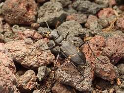 Plancia ëd Cicindela (Cicindela) sachalinensis sachalinensis A. Morawitz 1862