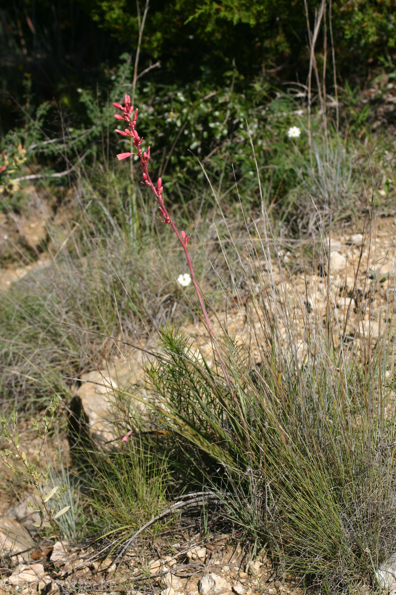 Image de Hesperaloe parviflora (Torr.) J. M. Coult.