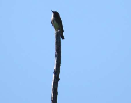 Image of Olive-Sided Flycatcher