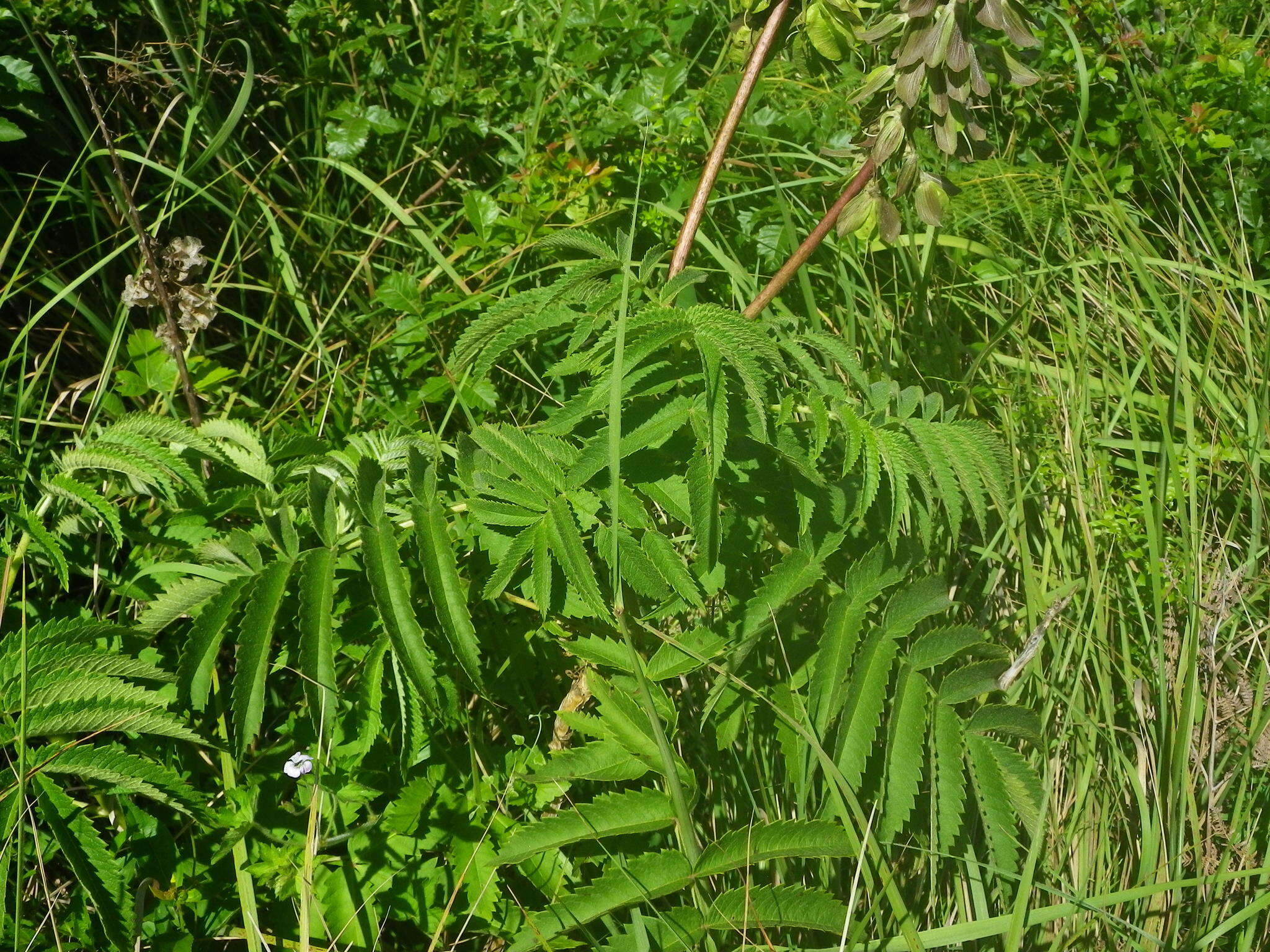 Image of Melianthus villosus Bolus