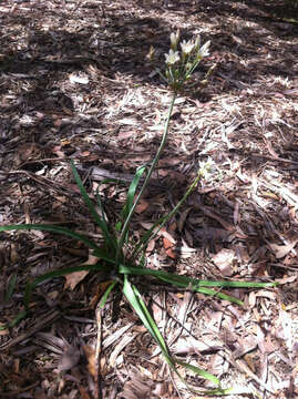 Image of slender false garlic