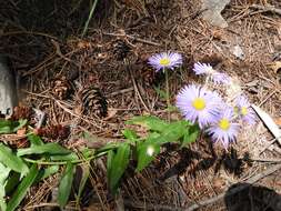 Image of aspen fleabane