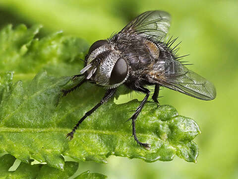 Image of Pseudogonia