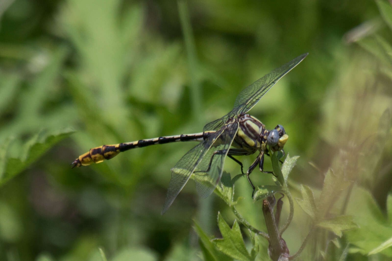 صورة Phanogomphus militaris (Hagen ex Selys 1858)